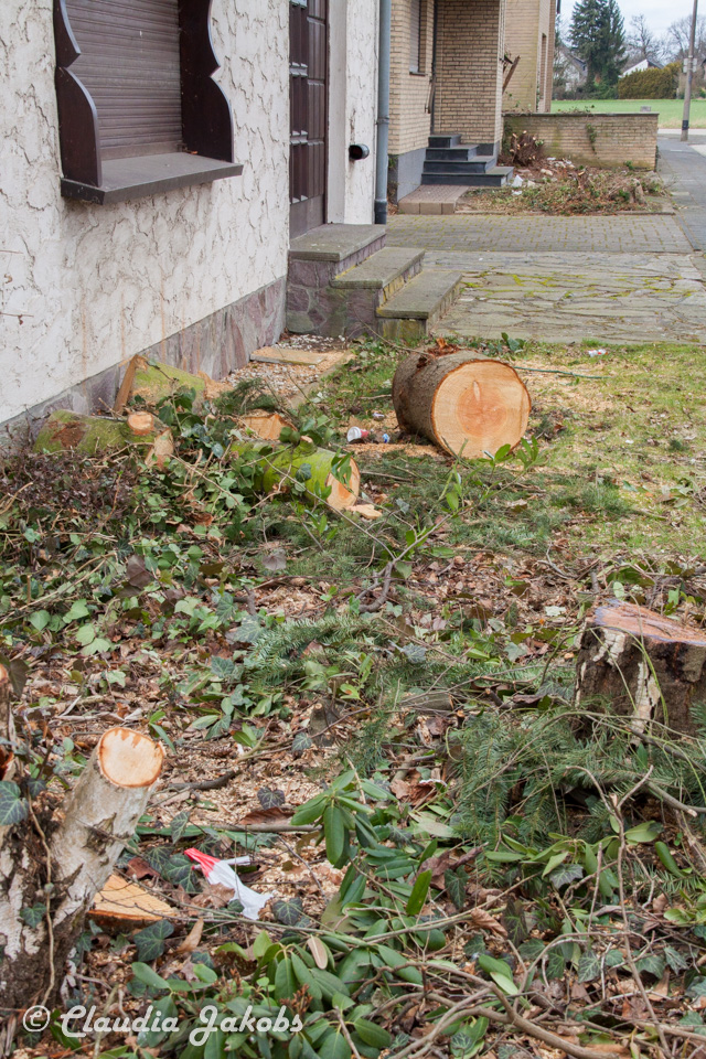 20170226144649 IMG 5121