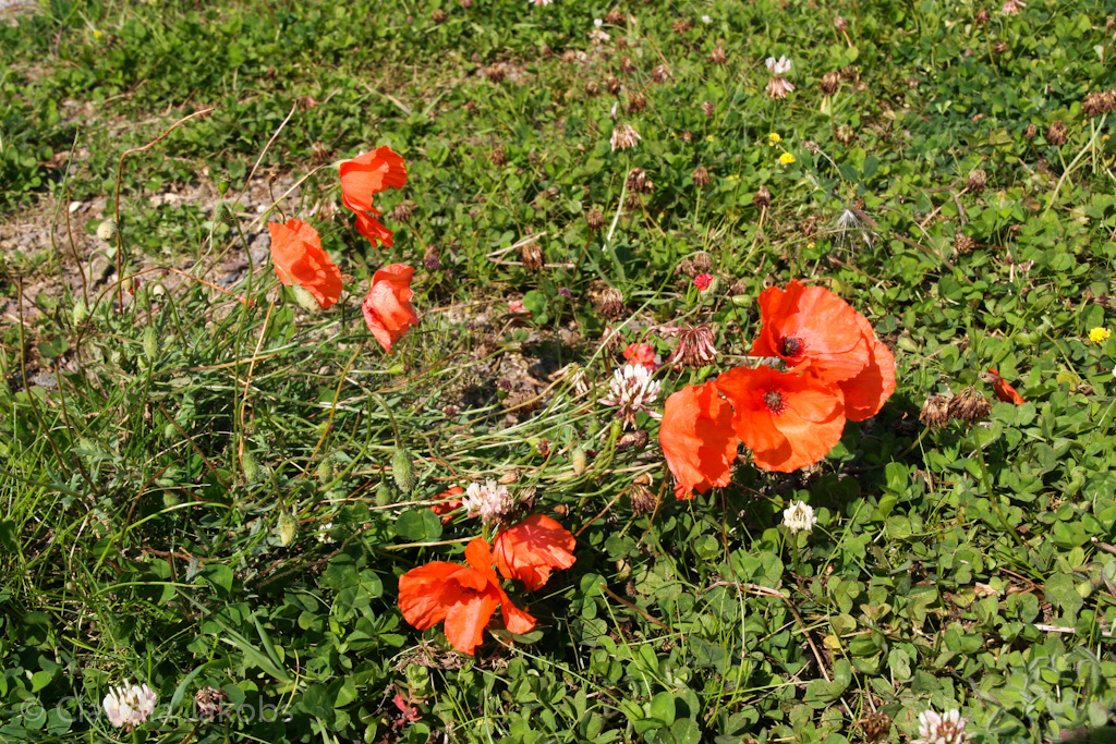 140824134721 IMG 8163