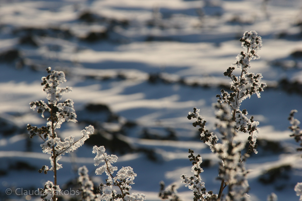 121208154451 IMG 4219