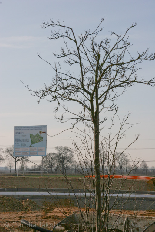 120205120759 IMG 1543