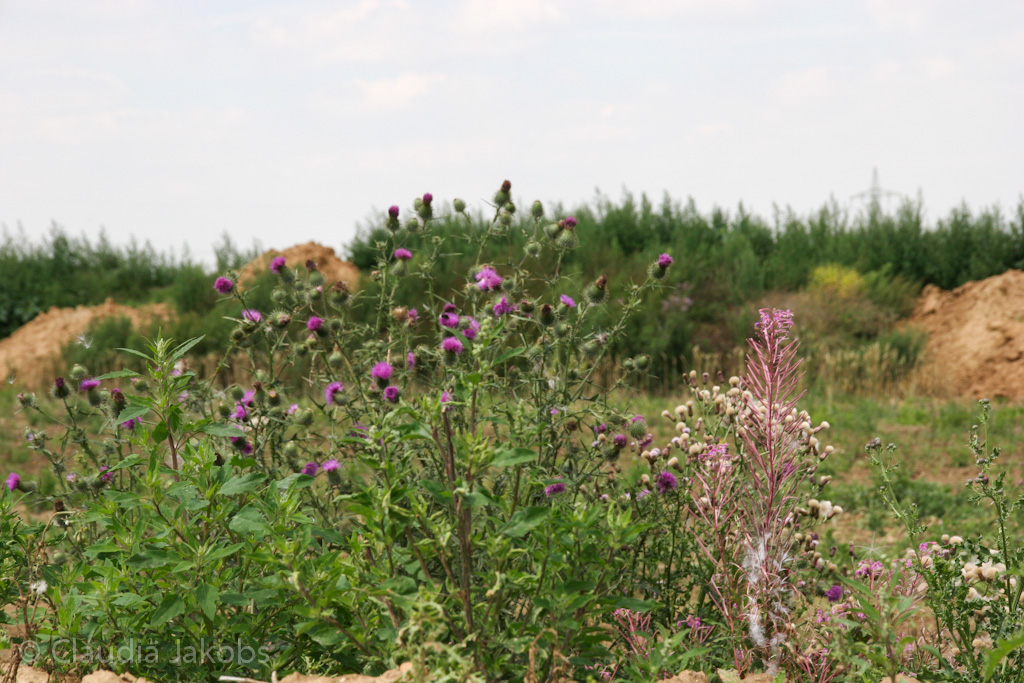 120722134917 IMG 3060