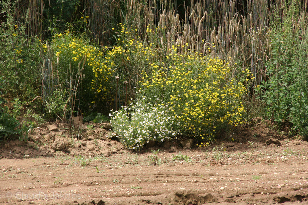 120722135020 IMG 3061