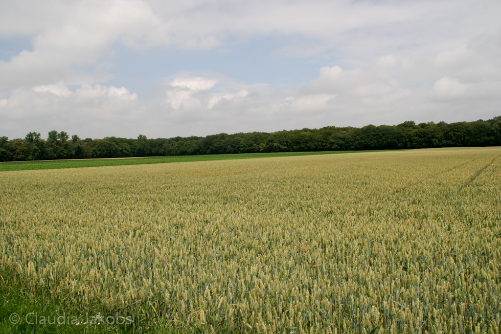 110626132105 IMG 6945