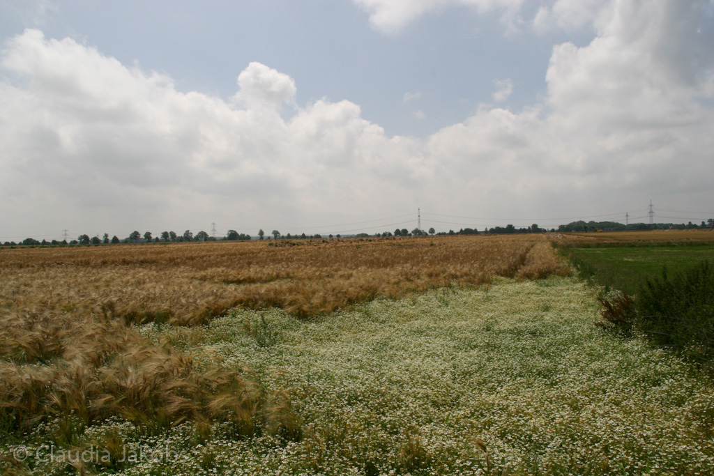 110626132205 IMG 6950