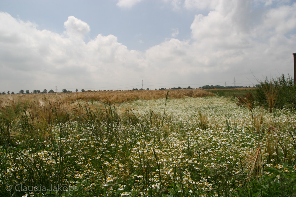 110626132215 IMG 6952