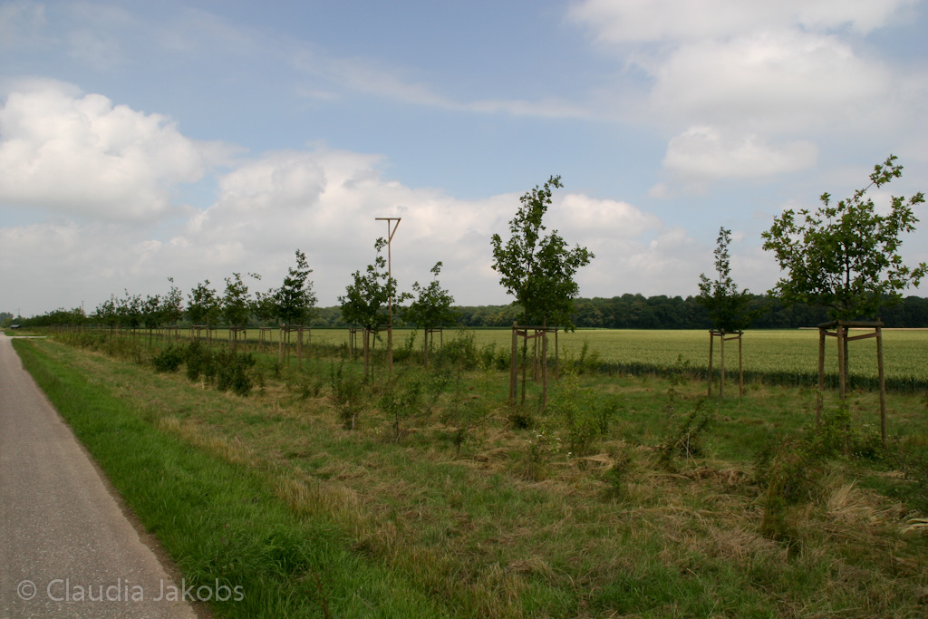 110626133904 IMG 6990