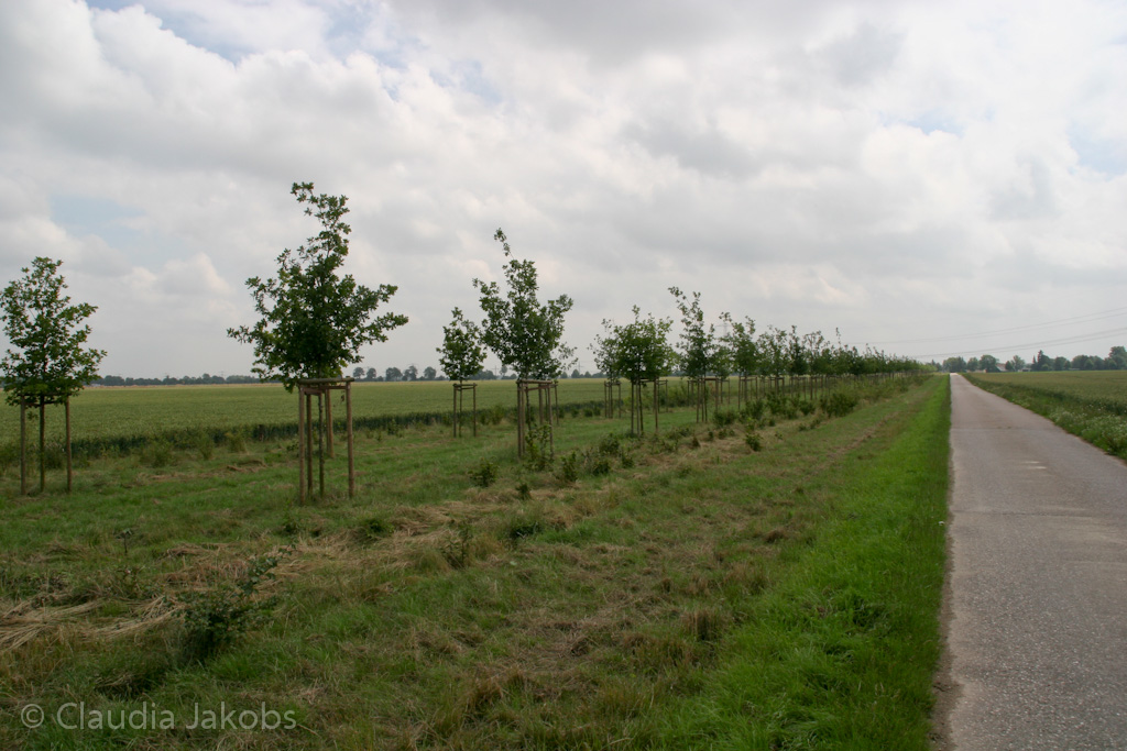 110626133914 IMG 6991