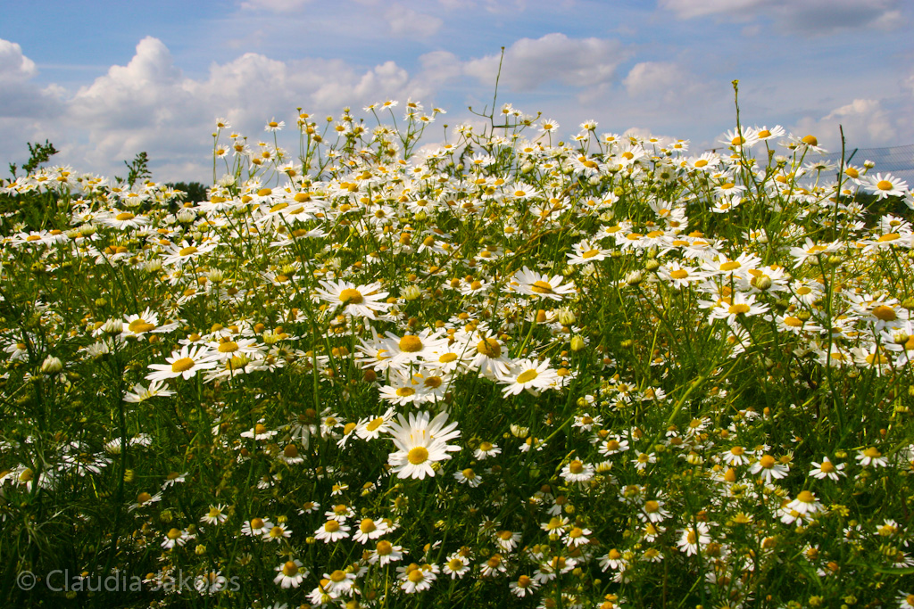 120623160118 IMG 2809