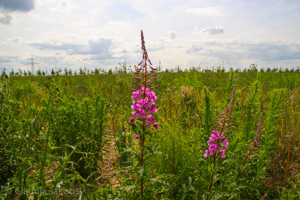 120623162343 IMG 2848