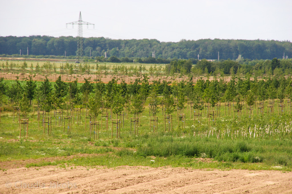 120623163400 IMG 2858