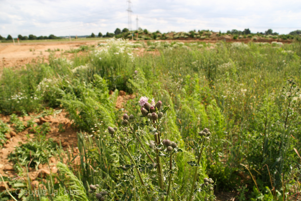 120623164002 IMG 2870