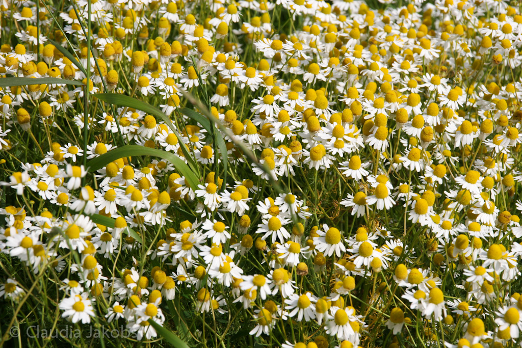 120623164045 IMG 2871