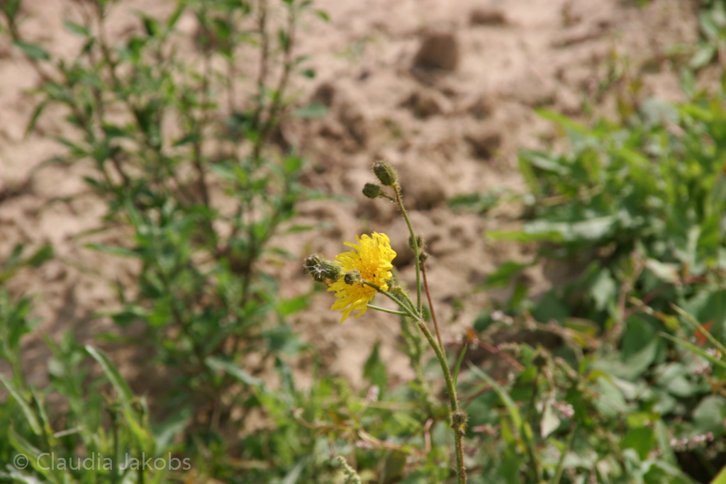 120623165208 IMG 2885