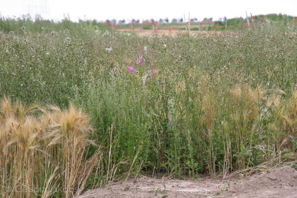 120623171018 IMG 2908