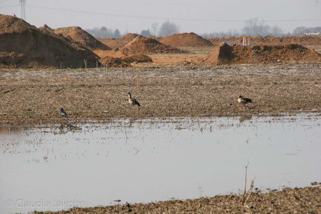 120316133909 IMG 1598