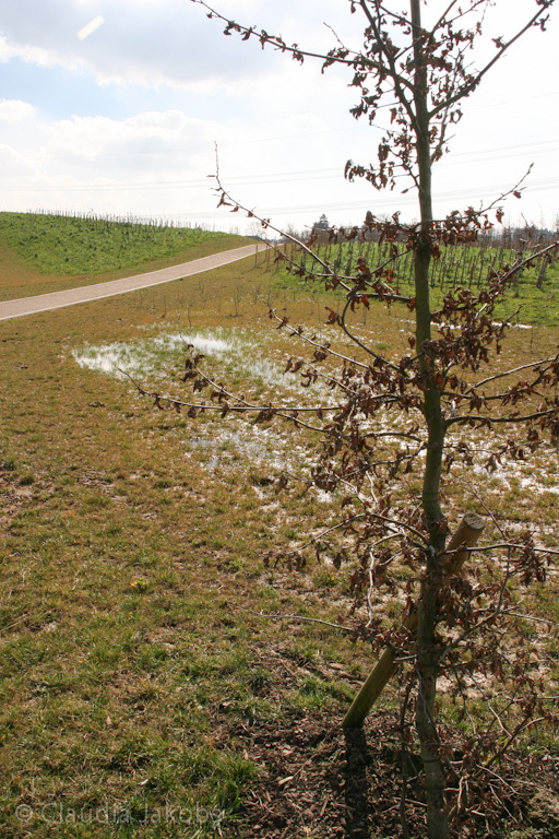 140302133522 IMG 6711