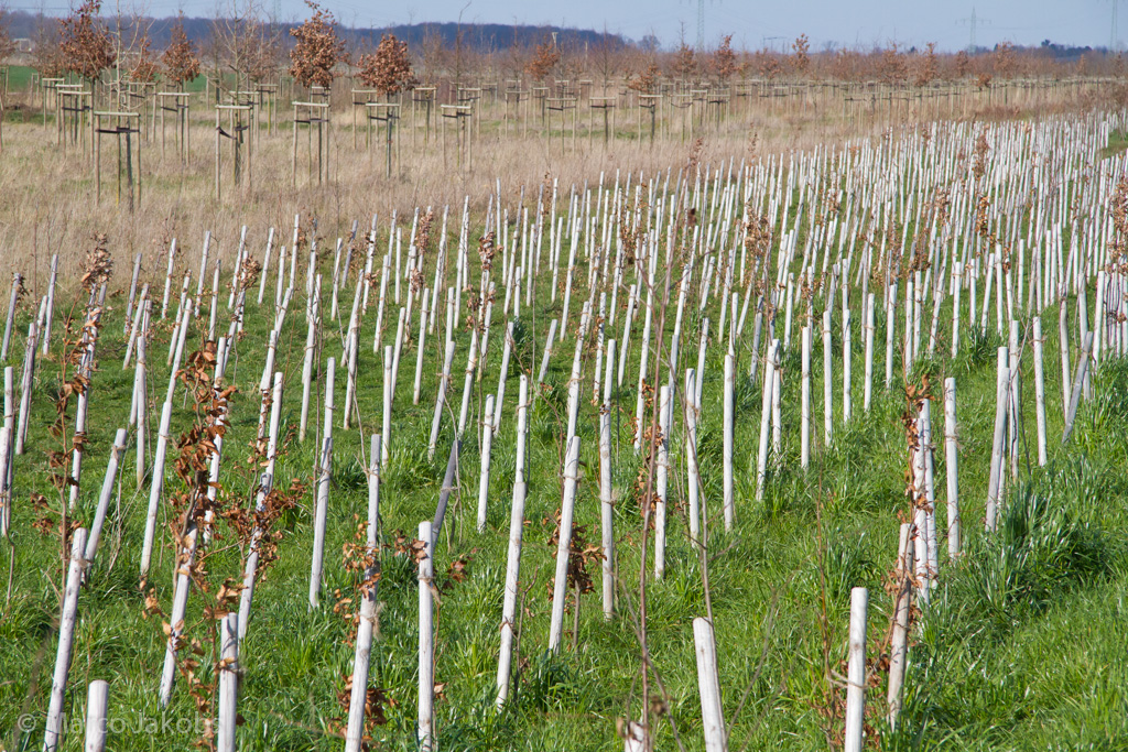 140302133711 MJ  0925