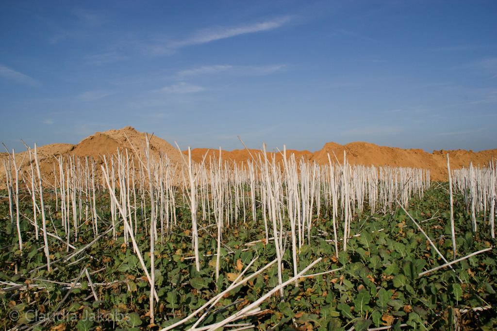 111101140607 IMG 0612