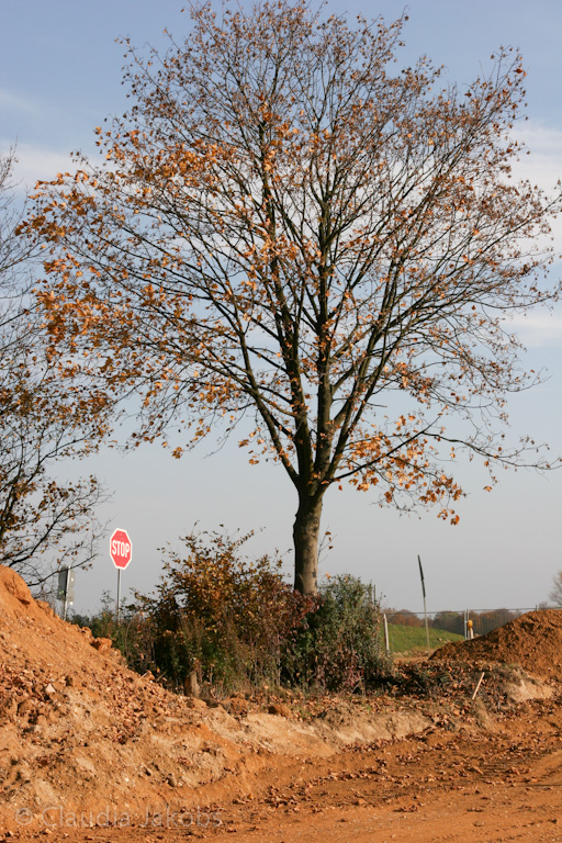 111101141607 IMG 0636