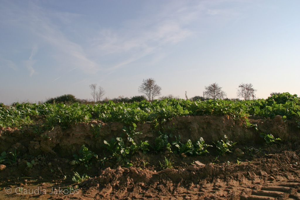 111101142314 IMG 0646