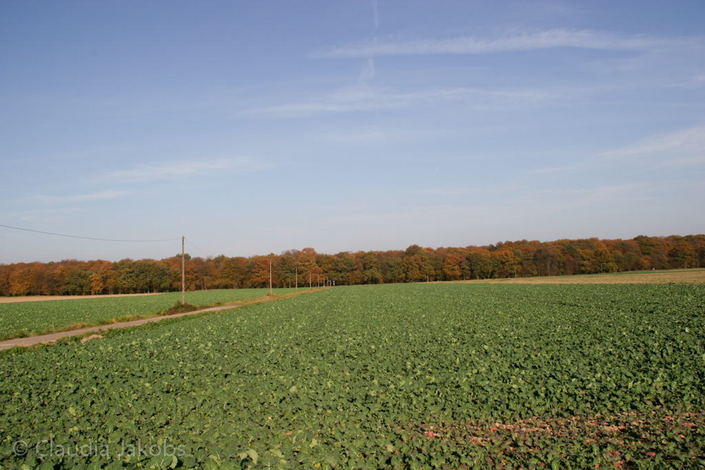 111101144648 IMG 0692