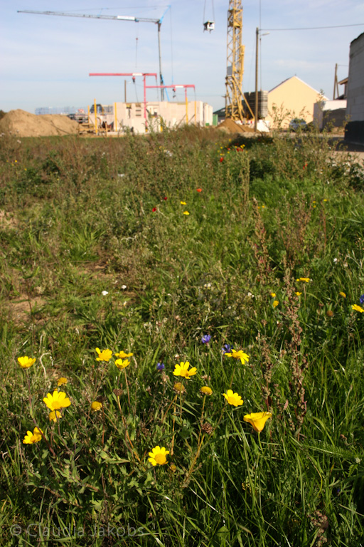 131003133051 IMG 6321