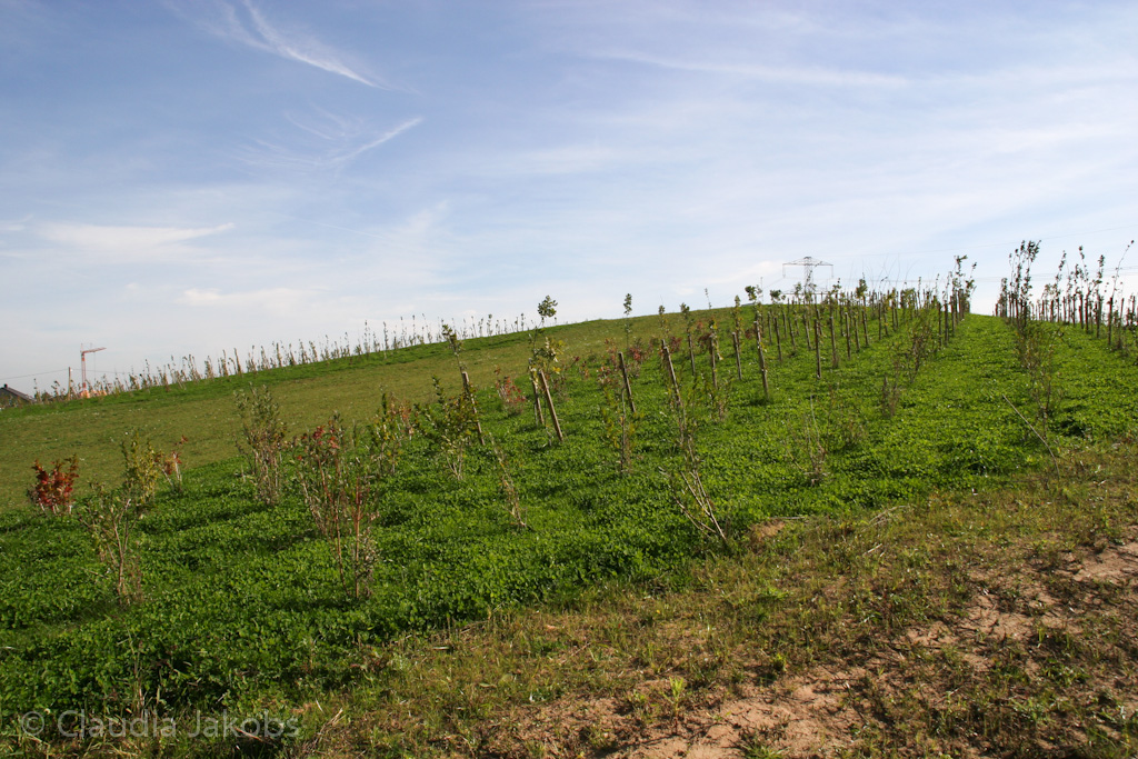 131003134103 IMG 6332