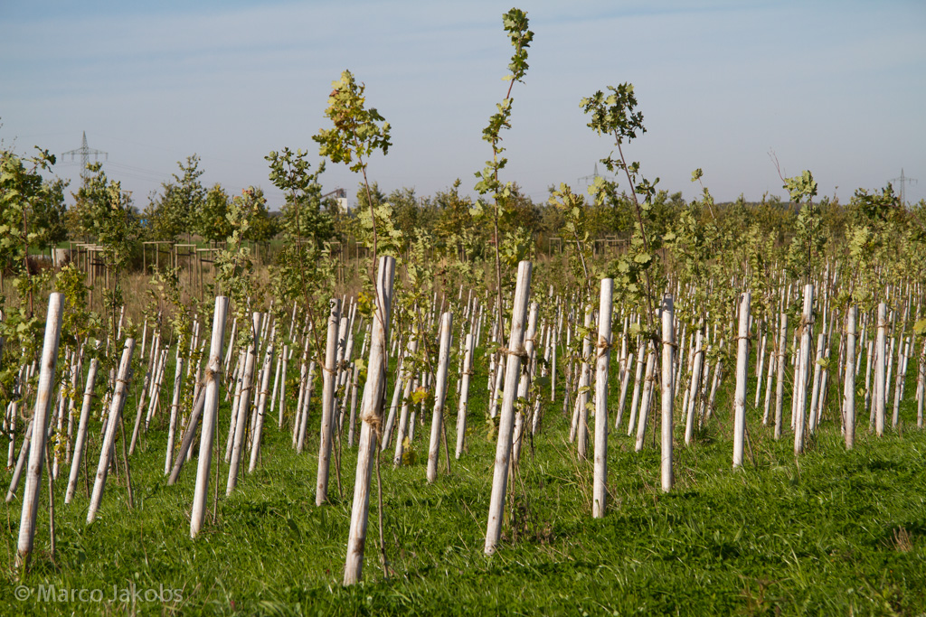 131003134126 MJ  0610