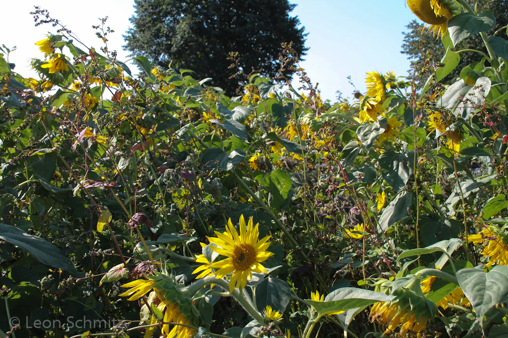 120916113511 IMG 0229