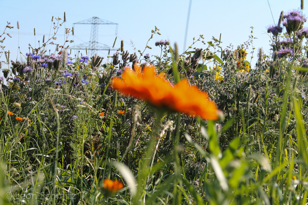 120916113849 IMG 0238