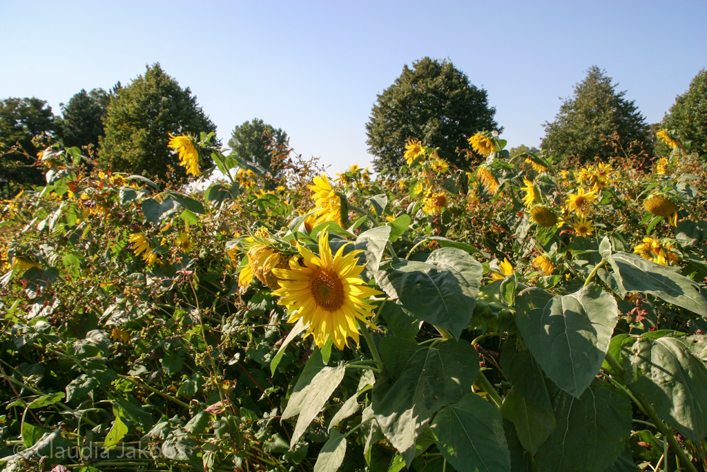 120916113852 IMG 3875