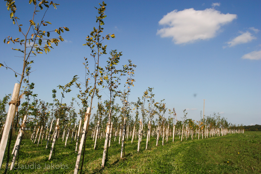 120916121426 IMG 3920