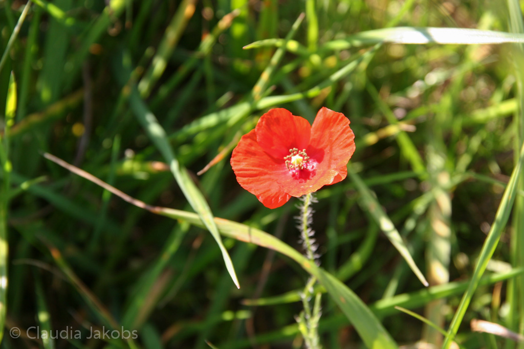 120916122511 IMG 3926