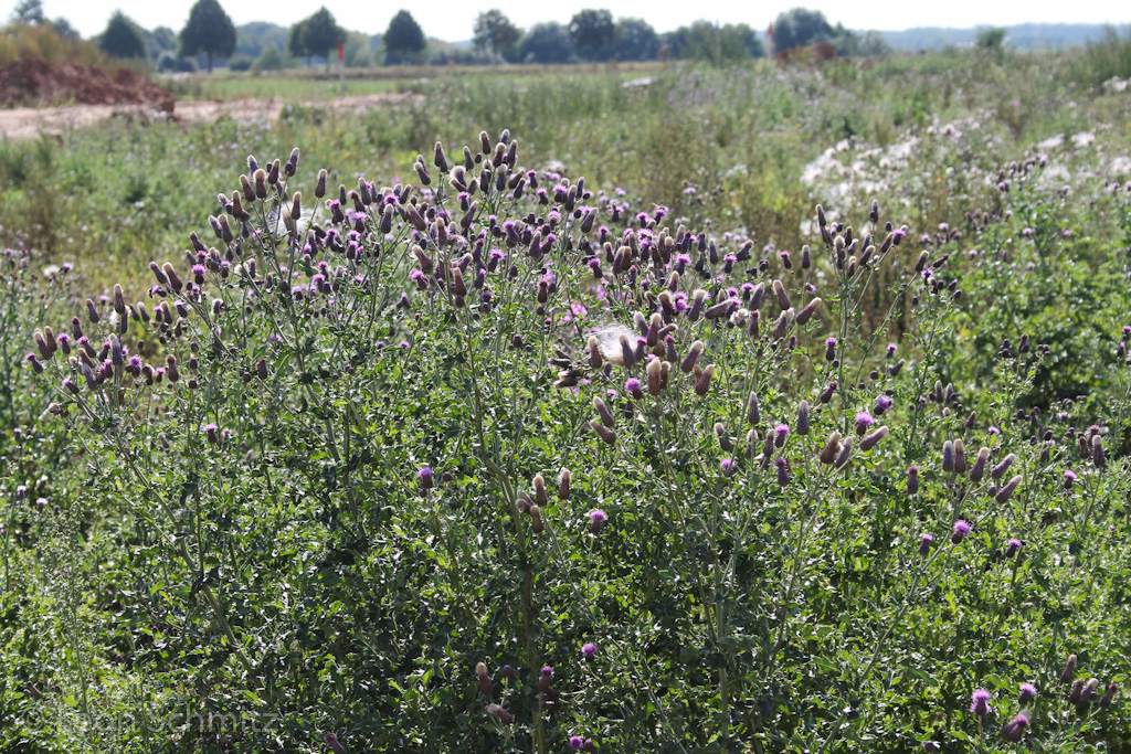 120916122739 IMG 0347