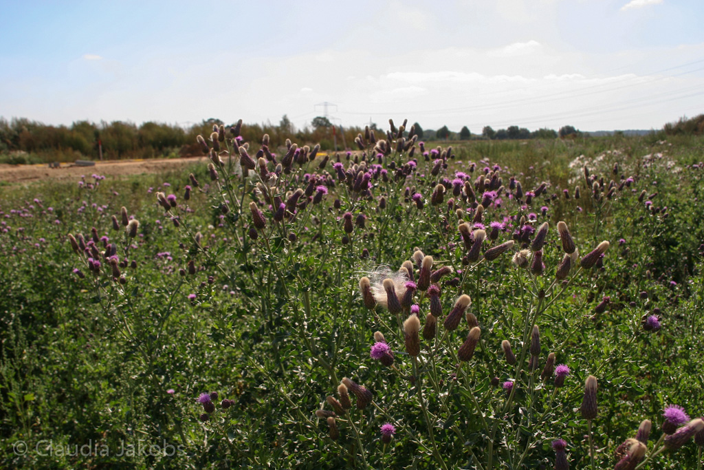 120916123054 IMG 3934