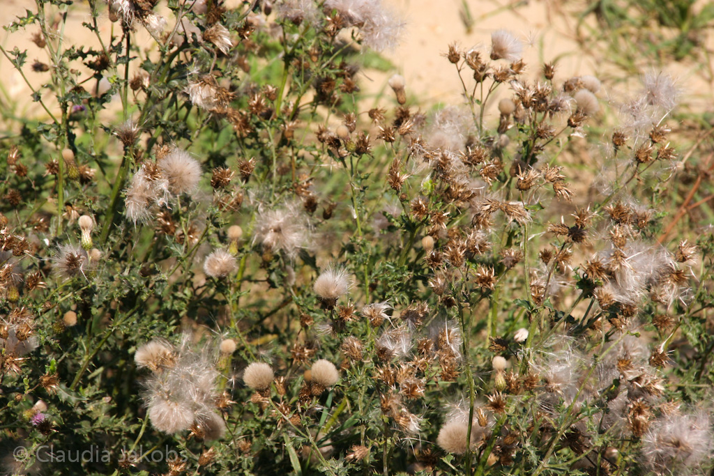 120916123712 IMG 3942