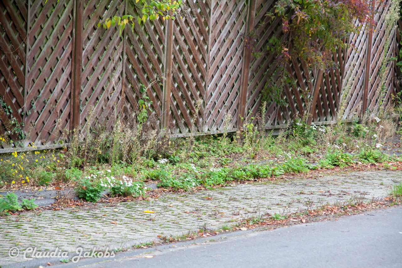 20170928092520 IMG 9446