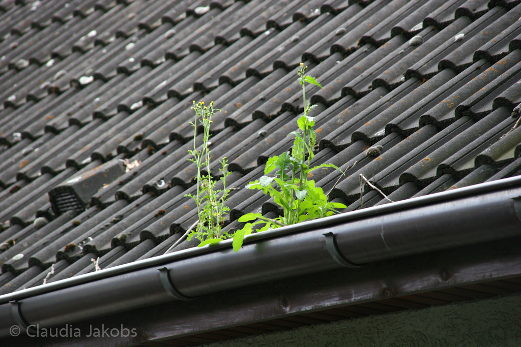 120701134919 IMG 3003