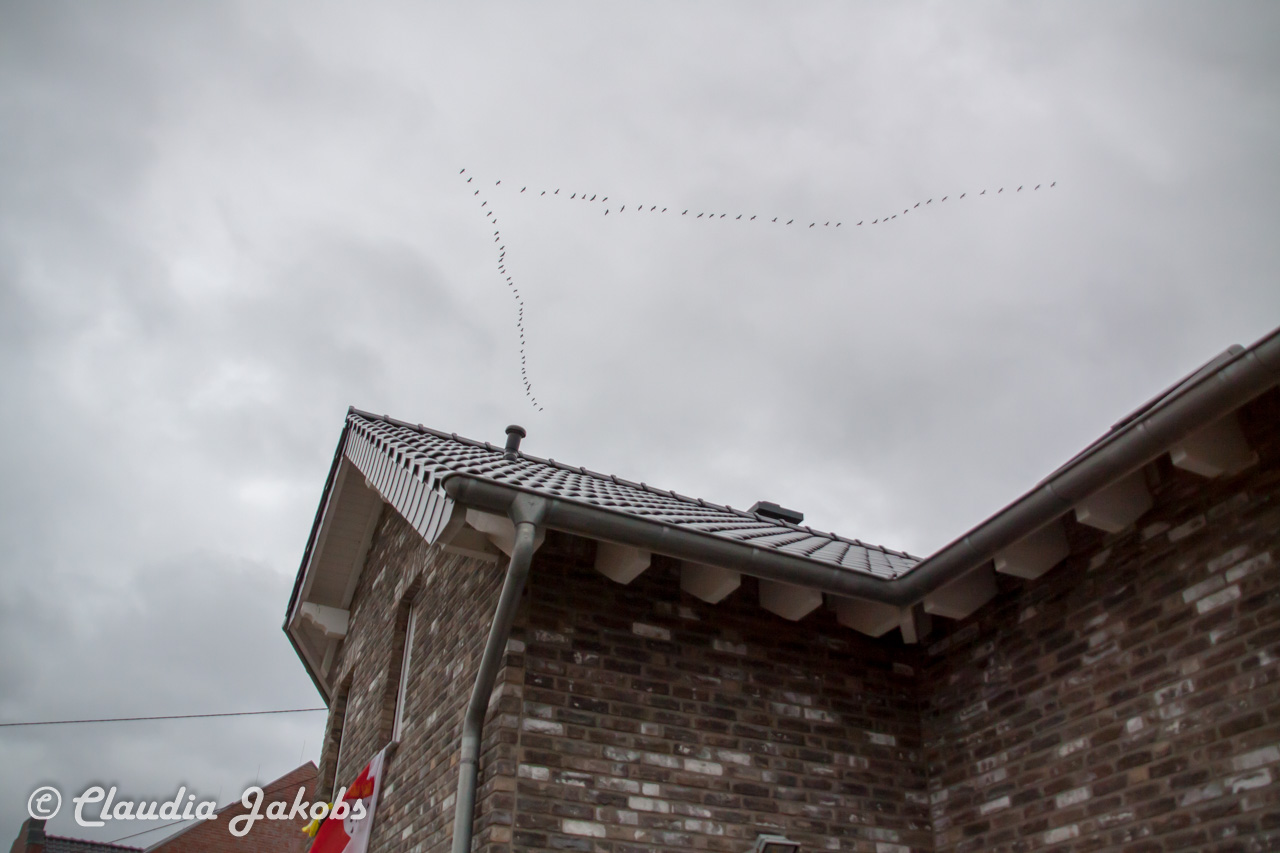 20170223125552 IMG 4875