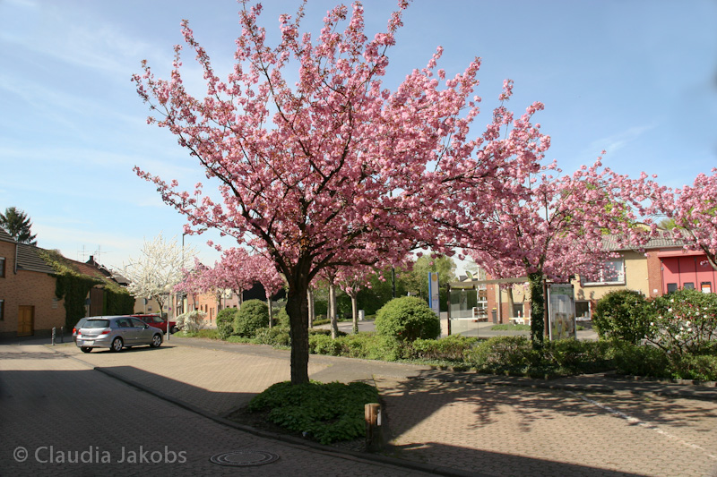 110411140745 IMG 6728