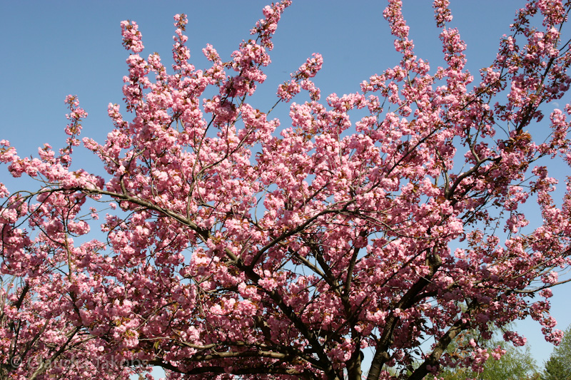 110411140842 IMG 6732