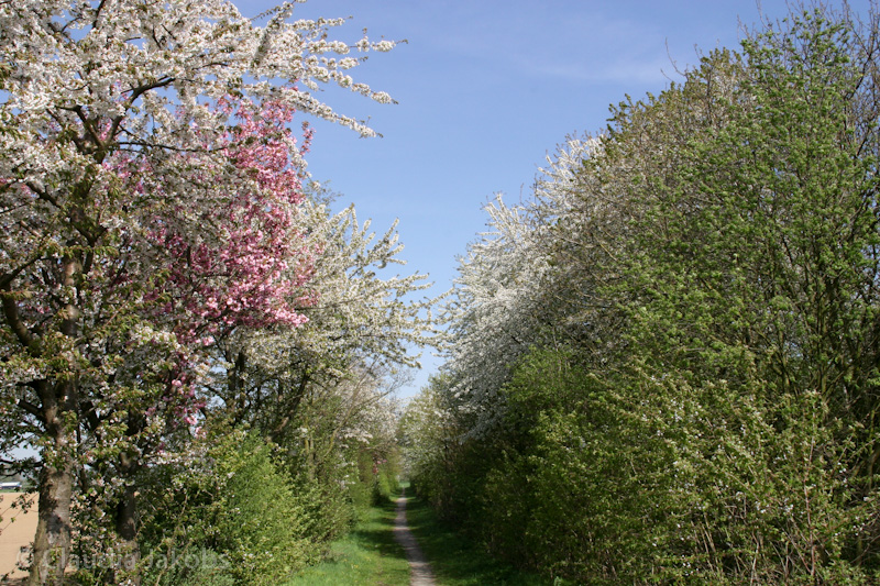 110411145031 IMG 6751