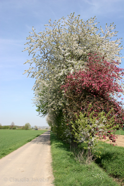 110411145235 IMG 6752