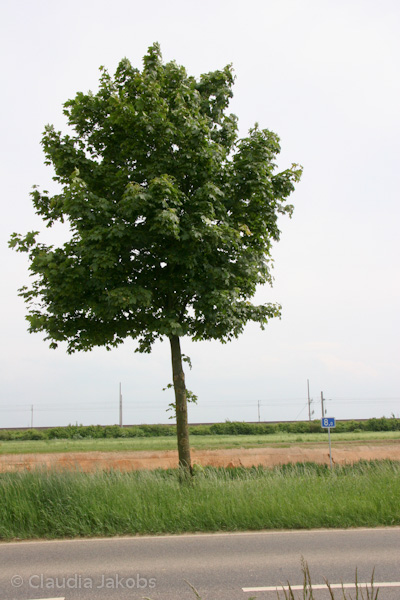 090521161527 IMG 4644