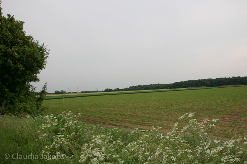 090521175355 IMG 4711