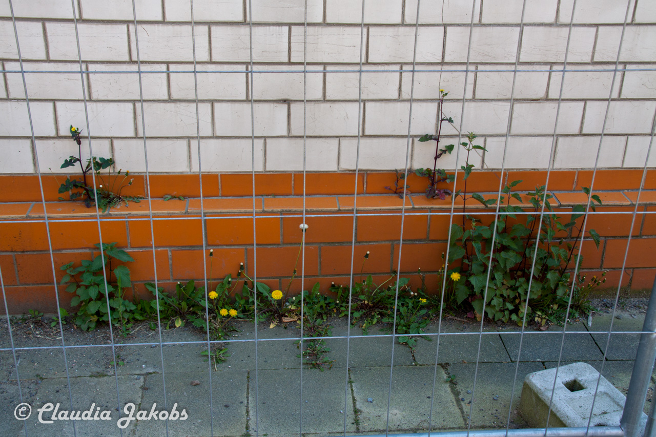 20160508122035 IMG 0533